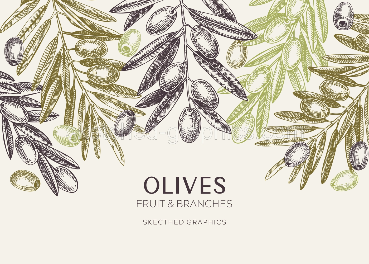 Olives background. Olive tree branches sketches. Mediterranean food menu design in pastel colors. Hand-drawn vector illustration. NOT AI generated. Illustration